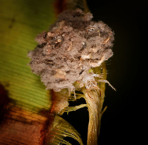 Trash or junk bug - closeup, Orito, Colombia Trash bugs are the larvae of lacewings, of which some show the behavior of collecting debris on its back to protect against predatory lady beetles, who are after the same food: aphids. The trash on their back includes their own egg shells, various pieces of random debris and usually body parts of its many past victims. 
They are tiny, very fast and known to traverse huge distances to find prey. Here's a video of how we discovered it:
https://www.youtube.com/watch?v=eXEJQozU6p8
From most angles, you'd see part of the legs at most, the rest covered up by the debris but here we got lucky that it showed its awesome head.
https://www.jungledragon.com/image/69438/trash_or_junk_bug_orito_colombia.html Colombia,Colombia 2018,Colombia South,Orito,Putumayo,South America,World