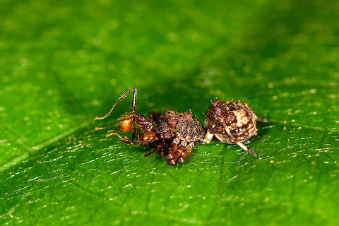 Ant-mimicking crab spider crushing an ant, Orito, Colombia Genus Bucranium, which only has 4 species. Through exclusion of appearance and distribution, Bucranium taurifrons seems most likely, but there's hardly any photos of the 4 species, most seem to leave it at the genus level, except for this one:
https://www.flickr.com/photos/55321611@N07/6302986155

Bucranium taurifrons is also the genus' type species and until recently, the only species in the genus. As it is most often reported and the distribution roughly matches, I'm going for the type species for now.

Also interesting is that the Bucranium genus is split from the Aphantochilus genus. Be sure to search for Aphantochilus for some more incredible ant mimicking spiders! Bucranium taurifrons,Colombia,Colombia 2018,Colombia South,Orito,Putumayo,South America,World