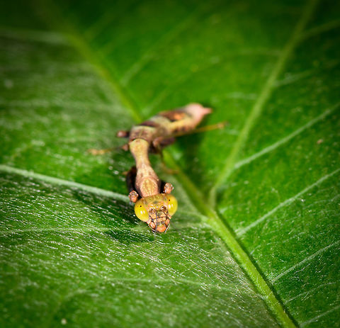 Small praying mantis - frontal, Orito, Colombia Full body view, at about 2-3cm without antennae. It has a branch-like camouflage appearance. Full body view:
https://www.jungledragon.com/image/69442/small_praying_mantis_orito_colombia.html Colombia,Colombia 2018,Colombia South,Orito,Putumayo,South America,World