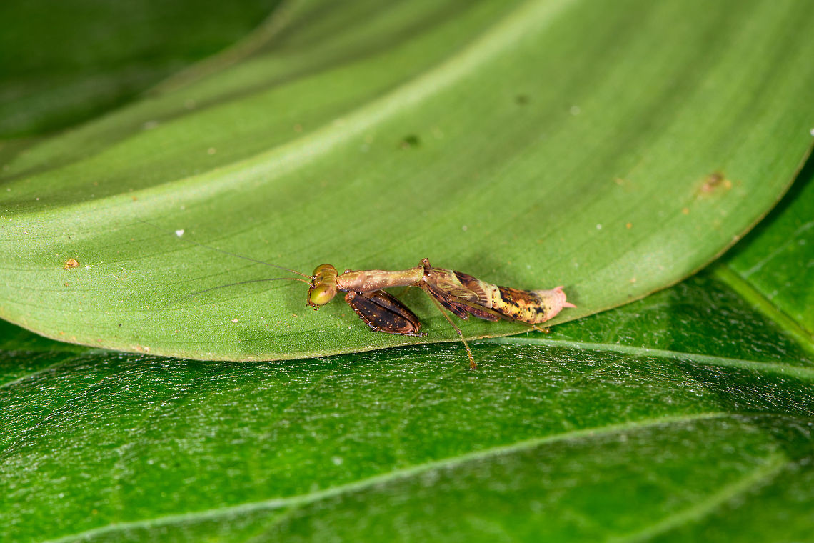 Small praying mantis, Orito, Colombia Full body view, at about 2-3cm without antennae. It has a branch-like camouflage appearance. Frontal:<br />
<figure class="photo"><a href="https://www.jungledragon.com/image/69441/small_praying_mantis_-_frontal_orito_colombia.html" title="Small praying mantis - frontal, Orito, Colombia"><img src="https://s3.amazonaws.com/media.jungledragon.com/images/2/69441_thumb.jpg?AWSAccessKeyId=05GMT0V3GWVNE7GGM1R2&Expires=1770854410&Signature=B%2FANByvPAbVwr4YcIW4IhbdFKk4%3D" width="200" height="194" alt="Small praying mantis - frontal, Orito, Colombia Full body view, at about 2-3cm without antennae. It has a branch-like camouflage appearance. Full body view:<br />
https://www.jungledragon.com/image/69442/small_praying_mantis_orito_colombia.html Colombia,Colombia 2018,Colombia South,Orito,Putumayo,South America,World" /></a></figure> Colombia,Colombia 2018,Colombia South,Fall,Geotagged,Orito,Putumayo,South America,World