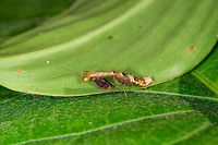 Small praying mantis, Orito, Colombia Full body view, at about 2-3cm without antennae. It has a branch-like camouflage appearance. Frontal:<br />
https://www.jungledragon.com/image/69441/small_praying_mantis_-_frontal_orito_colombia.html Colombia,Colombia 2018,Colombia South,Fall,Geotagged,Orito,Putumayo,South America,World