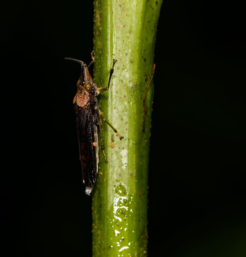 Raphirrhinus phosphoreus leafhopper, Orito, Colombia A beautiful, unusual looking leafhopper, although I suppose most leafhopper look unusual. This one is in the obscure Raphirrhinus genus, which isn't listed at Wikipedia or eol.org, yet iNaturalist does know it. <br />
<figure class="photo"><a href="https://www.jungledragon.com/image/69444/raphirrhinus_phosphoreus_leafhopper_-_closeup_orito_colombia.html" title="Raphirrhinus phosphoreus leafhopper - closeup, Orito, Colombia"><img src="https://s3.amazonaws.com/media.jungledragon.com/images/2/69444_thumb.jpg?AWSAccessKeyId=05GMT0V3GWVNE7GGM1R2&Expires=1759968010&Signature=JsFRyGlGjG0U4OleBtoPpEpNlfM%3D" width="200" height="134" alt="Raphirrhinus phosphoreus leafhopper - closeup, Orito, Colombia A beautiful, unusual looking leafhopper, although I suppose most leafhopper look unusual. This one is in the obscure Raphirrhinus genus, which isn't listed at Wikipedia or eol.org, yet iNaturalist does know it. <br />
<br />
Note that this photo was rotated. Original orientation:<br />
https://www.jungledragon.com/image/69443/raphirrhinus_phosphoreus_leafhopper_orito_colombia.html Colombia,Colombia 2018,Colombia South,Fall,Geotagged,Orito,Putumayo,Raphirrhinus phosphoreus,South America,World" /></a></figure> Colombia,Colombia 2018,Colombia South,Fall,Geotagged,Orito,Putumayo,Raphirrhinus phosphoreus,South America,World