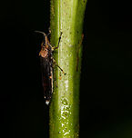 Raphirrhinus phosphoreus leafhopper, Orito, Colombia A beautiful, unusual looking leafhopper, although I suppose most leafhopper look unusual. This one is in the obscure Raphirrhinus genus, which isn't listed at Wikipedia or eol.org, yet iNaturalist does know it. <br />
https://www.jungledragon.com/image/69444/raphirrhinus_phosphoreus_leafhopper_-_closeup_orito_colombia.html Colombia,Colombia 2018,Colombia South,Fall,Geotagged,Orito,Putumayo,Raphirrhinus phosphoreus,South America,World