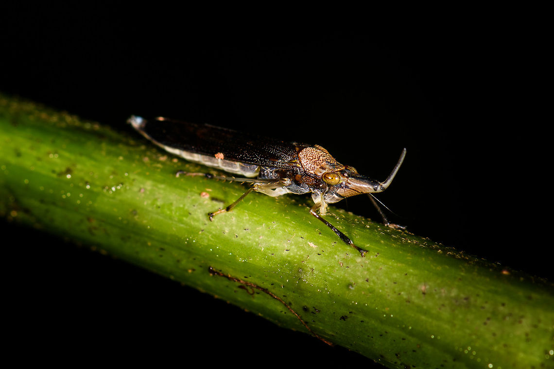 Raphirrhinus phosphoreus leafhopper - closeup, Orito, Colombia A beautiful, unusual looking leafhopper, although I suppose most leafhopper look unusual. This one is in the obscure Raphirrhinus genus, which isn't listed at Wikipedia or eol.org, yet iNaturalist does know it. <br />
<br />
Note that this photo was rotated. Original orientation:<br />
<figure class="photo"><a href="https://www.jungledragon.com/image/69443/raphirrhinus_phosphoreus_leafhopper_orito_colombia.html" title="Raphirrhinus phosphoreus leafhopper, Orito, Colombia"><img src="https://s3.amazonaws.com/media.jungledragon.com/images/2/69443_thumb.jpg?AWSAccessKeyId=05GMT0V3GWVNE7GGM1R2&Expires=1769040010&Signature=4KiCZmYoKQhJvFWs99aiHiGfq%2B8%3D" width="146" height="152" alt="Raphirrhinus phosphoreus leafhopper, Orito, Colombia A beautiful, unusual looking leafhopper, although I suppose most leafhopper look unusual. This one is in the obscure Raphirrhinus genus, which isn't listed at Wikipedia or eol.org, yet iNaturalist does know it. <br />
https://www.jungledragon.com/image/69444/raphirrhinus_phosphoreus_leafhopper_-_closeup_orito_colombia.html Colombia,Colombia 2018,Colombia South,Fall,Geotagged,Orito,Putumayo,Raphirrhinus phosphoreus,South America,World" /></a></figure> Colombia,Colombia 2018,Colombia South,Fall,Geotagged,Orito,Putumayo,Raphirrhinus phosphoreus,South America,World