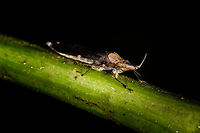Raphirrhinus phosphoreus leafhopper - closeup, Orito, Colombia A beautiful, unusual looking leafhopper, although I suppose most leafhopper look unusual. This one is in the obscure Raphirrhinus genus, which isn't listed at Wikipedia or eol.org, yet iNaturalist does know it. <br />
<br />
Note that this photo was rotated. Original orientation:<br />
https://www.jungledragon.com/image/69443/raphirrhinus_phosphoreus_leafhopper_orito_colombia.html Colombia,Colombia 2018,Colombia South,Fall,Geotagged,Orito,Putumayo,Raphirrhinus phosphoreus,South America,World