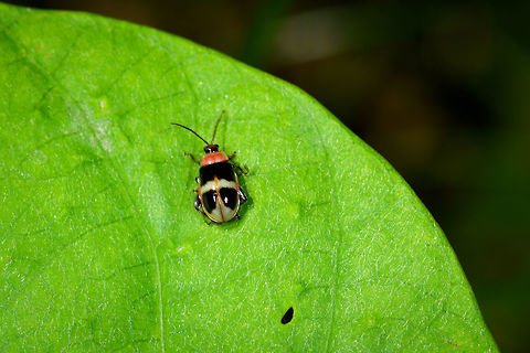 Flea beetle (Omophoita sp.), Orito, Colombia Sorry for the poor shot. Found a similar photo here:
https://commons.wikimedia.org/wiki/File:Omophoita_sp._(14540221943).jpg

Although this genus has only 8 species, I have not been able to find the exact species yet. Colombia,Colombia 2018,Colombia South,Orito,Putumayo,South America,World