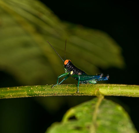 Psiloscirtus flavipes, Orito, Colombia A bit off-angle but the only shot I got before it escaped. Colombia,Colombia 2018,Colombia South,Fall,Geotagged,Orito,Psiloscirtus flavipes,Putumayo,South America,World