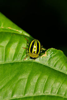 Proseicela sp, Orito, Colombia ID reference:
https://commons.wikimedia.org/wiki/File:Proseicela_sp._(15008559564).jpg Colombia,Colombia 2018,Colombia South,Fall,Geotagged,Orito,Putumayo,South America,World