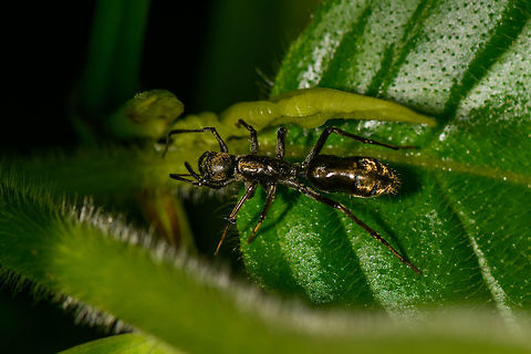 Ant mimicking spider, Orito, Colombia From the legs counted, it looks to be a spider mimicking an ant. Unfortunately, this is the only angle I got.  Colombia,Colombia 2018,Colombia South,Fall,Geotagged,Orito,Putumayo,South America,Sphecotypus niger,World