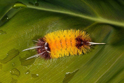 Yellow hairy caterpillar, Lophocampa sp., Orito, Colombia Front view:
https://www.jungledragon.com/image/69450/yellow_hairy_caterpillar_-_front_view_orito_colombia.html
I could use some help ID-ing this as I truly struggle with identifying species based on caterpillars. Colombia,Colombia 2018,Colombia South,Orito,Putumayo,South America,World