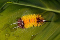 Yellow hairy caterpillar, Lophocampa sp., Orito, Colombia Front view:<br />
https://www.jungledragon.com/image/69450/yellow_hairy_caterpillar_-_front_view_orito_colombia.html<br />
I could use some help ID-ing this as I truly struggle with identifying species based on caterpillars. Colombia,Colombia 2018,Colombia South,Orito,Putumayo,South America,World