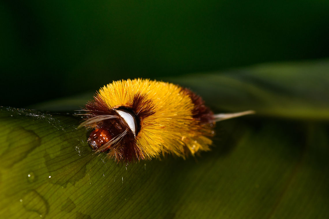 Yellow hairy caterpillar - front view, Orito, Colombia Top view:<br />
<figure class="photo"><a href="https://www.jungledragon.com/image/69449/yellow_hairy_caterpillar_lophocampa_sp._orito_colombia.html" title="Yellow hairy caterpillar, Lophocampa sp., Orito, Colombia"><img src="https://s3.amazonaws.com/media.jungledragon.com/images/2/69449_thumb.jpg?AWSAccessKeyId=05GMT0V3GWVNE7GGM1R2&Expires=1765411210&Signature=R4fxr1v8sEIdcv%2BjhDiWa%2FxRRtg%3D" width="200" height="134" alt="Yellow hairy caterpillar, Lophocampa sp., Orito, Colombia Front view:<br />
https://www.jungledragon.com/image/69450/yellow_hairy_caterpillar_-_front_view_orito_colombia.html<br />
I could use some help ID-ing this as I truly struggle with identifying species based on caterpillars. Colombia,Colombia 2018,Colombia South,Orito,Putumayo,South America,World" /></a></figure><br />
I could use some help ID-ing this as I truly struggle with identifying species based on caterpillars. Colombia,Colombia 2018,Colombia South,Fall,Geotagged,Orito,Putumayo,South America,World