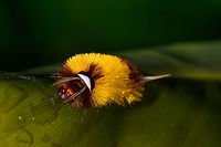 Yellow hairy caterpillar - front view, Orito, Colombia Top view:<br />
https://www.jungledragon.com/image/69449/yellow_hairy_caterpillar_orito_colombia.html<br />
I could use some help ID-ing this as I truly struggle with identifying species based on caterpillars. Colombia,Colombia 2018,Colombia South,Fall,Geotagged,Orito,Putumayo,South America,World