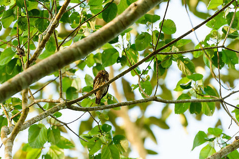 Ferruginous pygmy owl, Orito, Colombia  Colombia,Colombia 2018,Colombia South,Ferruginous Pygmy Owl,Glaucidium brasilianum,Orito,Putumayo,South America,World