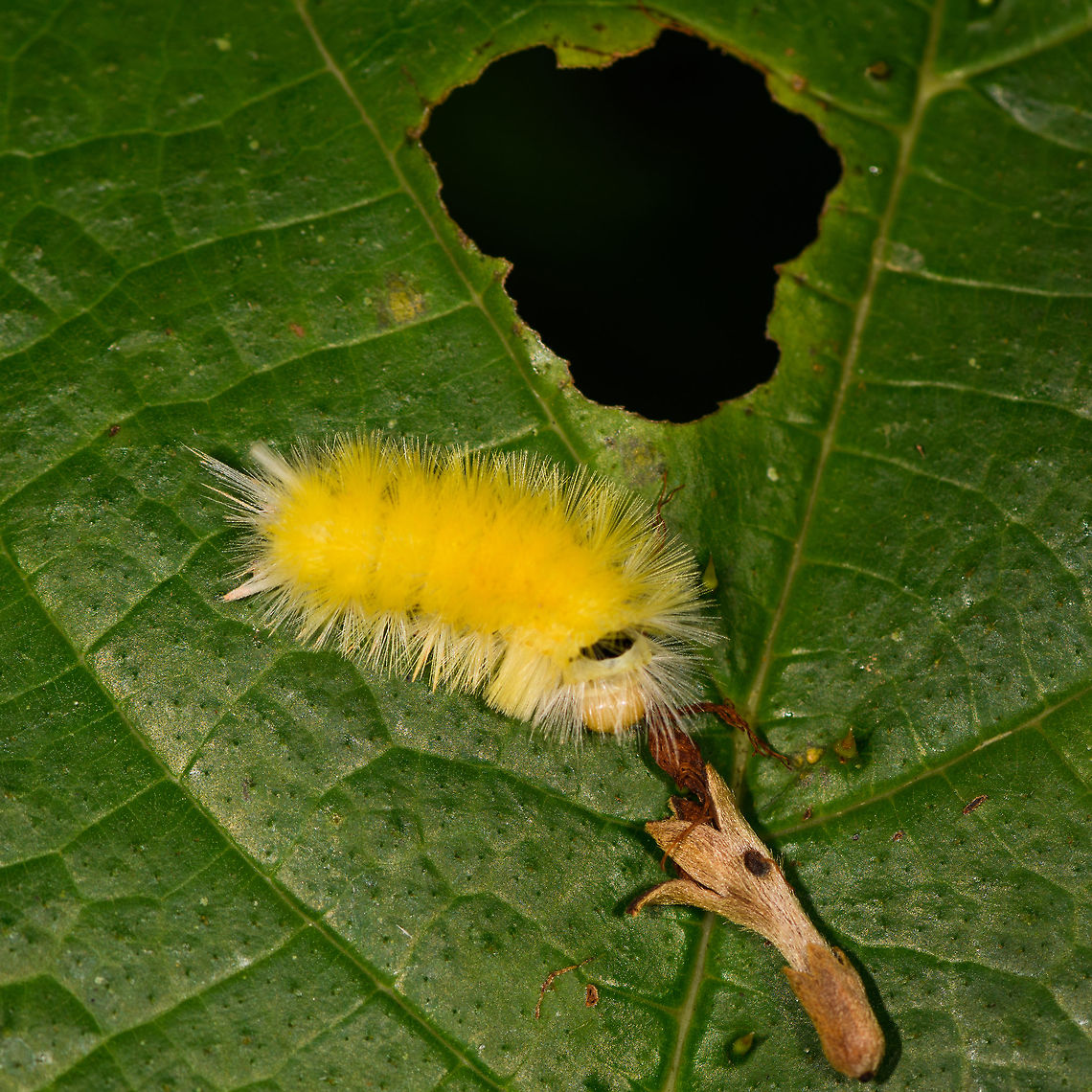 Yellow Tussock moth caterpillar, Orito, Colombia Found 3 minutes after this somewhat similar observation:<br />
<figure class="photo"><a href="https://www.jungledragon.com/image/69449/yellow_hairy_caterpillar_lophocampa_sp._orito_colombia.html" title="Yellow hairy caterpillar, Lophocampa sp., Orito, Colombia"><img src="https://s3.amazonaws.com/media.jungledragon.com/images/2/69449_thumb.jpg?AWSAccessKeyId=05GMT0V3GWVNE7GGM1R2&Expires=1765411210&Signature=R4fxr1v8sEIdcv%2BjhDiWa%2FxRRtg%3D" width="200" height="134" alt="Yellow hairy caterpillar, Lophocampa sp., Orito, Colombia Front view:<br />
https://www.jungledragon.com/image/69450/yellow_hairy_caterpillar_-_front_view_orito_colombia.html<br />
I could use some help ID-ing this as I truly struggle with identifying species based on caterpillars. Colombia,Colombia 2018,Colombia South,Orito,Putumayo,South America,World" /></a></figure> Colombia,Colombia 2018,Colombia South,Fall,Geotagged,Orito,Putumayo,South America,World