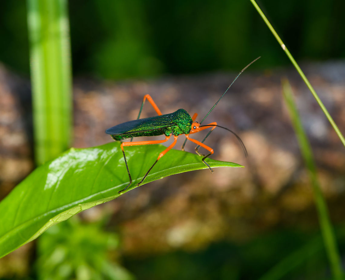 Paryphes smaragdus, Orito, Colombia A very bright and quite large leaf-footed bug. I'm quite sure of the genus, the exact species is somewhat of an educated guess, yet based on these references:<br />
<a href="http://data.nhm.ac.uk/dv/dataset/collection-specimens/resource/05ff2255-c38a-40c9-b657-4ccb55ab2feb?view_id=6ba121d1-da26-4ee1-81fa-7da11e68f68e&amp;filters=collectionCode:BMNH(E)&amp;page=1759" rel="nofollow">http://data.nhm.ac.uk/dv/dataset/collection-specimens/resource/05ff2255-c38a-40c9-b657-4ccb55ab2feb?view_id=6ba121d1-da26-4ee1-81fa-7da11e68f68e&amp;filters=collectionCode:BMNH(E)&amp;page=1759</a><br />
<a href="https://www.imgrumweb.com/post/Bil5dvFFH0Y" rel="nofollow">https://www.imgrumweb.com/post/Bil5dvFFH0Y</a><br />
<br />
These are the only examples I found in the genus where the abdomen is all-green, and both references point to the smaragdus species. Colombia,Colombia 2018,Colombia South,Fall,Geotagged,Orito,Paryphes smaragdus,Putumayo,South America,World