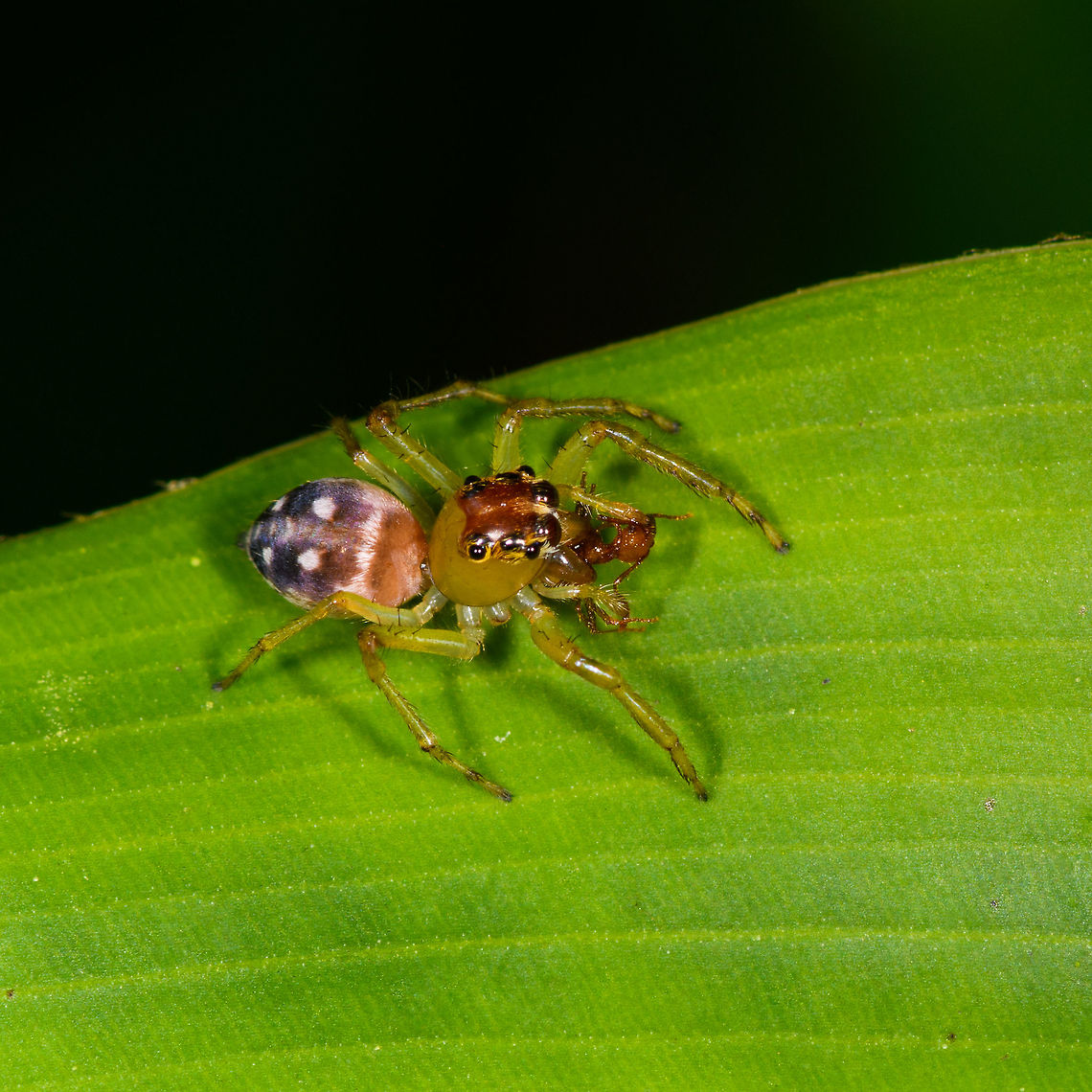Sidusa mandibularis feeding on ant, Orito, Colombia ID based on this reference:<br />
<a href="https://www.flickr.com/photos/andreaskay/40567465672/in/album-72157629065410518/" rel="nofollow">https://www.flickr.com/photos/andreaskay/40567465672/in/album-72157629065410518/</a> Colombia,Colombia 2018,Colombia South,Fall,Geotagged,Orito,Putumayo,Sidusa mandibularis,South America,World