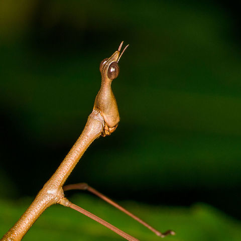 Stick Grasshopper (Apioscelis bulbosa) - neck and head, Orito, Colombia Second stick grasshopper we found on this hike. It looks hilarious, so please enjoy these angles:
https://www.jungledragon.com/image/69494/stick_grasshopper_apioscelis_bulbosa_-_full_body_orito_colombia.html
https://www.jungledragon.com/image/69492/stick_grasshopper_apioscelis_bulbosa_-_frontal_orito_colombia.html
https://www.jungledragon.com/image/69493/stick_grasshopper_apioscelis_bulbosa_-_face_orito_colombia.html

Note the lack of wings. Here was the earlier observation:

https://www.jungledragon.com/image/69272/stick_grasshopper_apioscelis_bulbosa_orito_colombia.html

 Apioscelis bulbosa,Colombia,Colombia 2018,Colombia South,Fall,Geotagged,Orito,Putumayo,South America,World