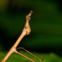 Stick Grasshopper (Apioscelis bulbosa) - neck and head, Orito, Colombia Second stick grasshopper we found on this hike. It looks hilarious, so please enjoy these angles:<br />
https://www.jungledragon.com/image/69494/stick_grasshopper_apioscelis_bulbosa_-_full_body_orito_colombia.html<br />
https://www.jungledragon.com/image/69492/stick_grasshopper_apioscelis_bulbosa_-_frontal_orito_colombia.html<br />
https://www.jungledragon.com/image/69493/stick_grasshopper_apioscelis_bulbosa_-_face_orito_colombia.html<br />
<br />
Note the lack of wings. Here was the earlier observation:<br />
<br />
https://www.jungledragon.com/image/69272/stick_grasshopper_apioscelis_bulbosa_orito_colombia.html<br />
<br />
Apioscelis bulbosa,Colombia,Colombia 2018,Colombia South,Fall,Geotagged,Orito,Putumayo,South America,World