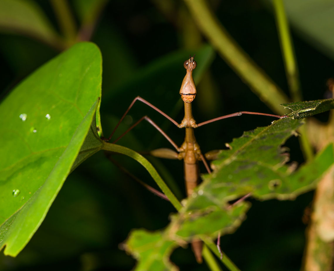 Stick Grasshopper (Apioscelis bulbosa) - frontal, Orito, Colombia Second stick grasshopper we found on this hike. It looks hilarious, so please enjoy these angles:<br />
<figure class="photo"><a href="https://www.jungledragon.com/image/69491/stick_grasshopper_apioscelis_bulbosa_-_neck_and_head_orito_colombia.html" title="Stick Grasshopper (Apioscelis bulbosa) - neck and head, Orito, Colombia"><img src="https://s3.amazonaws.com/media.jungledragon.com/images/2/69491_thumb.jpg?AWSAccessKeyId=05GMT0V3GWVNE7GGM1R2&Expires=1767225610&Signature=BHF39p93SULBh%2B7vkmFNY0bUoHA%3D" width="200" height="200" alt="Stick Grasshopper (Apioscelis bulbosa) - neck and head, Orito, Colombia Second stick grasshopper we found on this hike. It looks hilarious, so please enjoy these angles:<br />
https://www.jungledragon.com/image/69494/stick_grasshopper_apioscelis_bulbosa_-_full_body_orito_colombia.html<br />
https://www.jungledragon.com/image/69492/stick_grasshopper_apioscelis_bulbosa_-_frontal_orito_colombia.html<br />
https://www.jungledragon.com/image/69493/stick_grasshopper_apioscelis_bulbosa_-_face_orito_colombia.html<br />
<br />
Note the lack of wings. Here was the earlier observation:<br />
<br />
https://www.jungledragon.com/image/69272/stick_grasshopper_apioscelis_bulbosa_orito_colombia.html<br />
<br />
 Apioscelis bulbosa,Colombia,Colombia 2018,Colombia South,Fall,Geotagged,Orito,Putumayo,South America,World" /></a></figure><br />
<figure class="photo"><a href="https://www.jungledragon.com/image/69494/stick_grasshopper_apioscelis_bulbosa_-_full_body_orito_colombia.html" title="Stick Grasshopper (Apioscelis bulbosa) - full body, Orito, Colombia"><img src="https://s3.amazonaws.com/media.jungledragon.com/images/2/69494_thumb.jpg?AWSAccessKeyId=05GMT0V3GWVNE7GGM1R2&Expires=1767225610&Signature=SQCBipR2usbVE4Z5Aw3paDN77n0%3D" width="200" height="154" alt="Stick Grasshopper (Apioscelis bulbosa) - full body, Orito, Colombia Second stick grasshopper we found on this hike. It looks hilarious, so please enjoy these angles:<br />
https://www.jungledragon.com/image/69491/stick_grasshopper_apioscelis_bulbosa_-_neck_and_head_orito_colombia.html<br />
https://www.jungledragon.com/image/69492/stick_grasshopper_apioscelis_bulbosa_-_frontal_orito_colombia.html<br />
https://www.jungledragon.com/image/69493/stick_grasshopper_apioscelis_bulbosa_-_face_orito_colombia.html<br />
<br />
Note the lack of wings. Here was the earlier observation:<br />
<br />
https://www.jungledragon.com/image/69272/stick_grasshopper_apioscelis_bulbosa_orito_colombia.html<br />
<br />
 Apioscelis bulbosa,Colombia,Colombia 2018,Colombia South,Fall,Geotagged,Orito,Putumayo,South America,World" /></a></figure><br />
<figure class="photo"><a href="https://www.jungledragon.com/image/69493/stick_grasshopper_apioscelis_bulbosa_-_face_orito_colombia.html" title="Stick Grasshopper (Apioscelis bulbosa) - face, Orito, Colombia"><img src="https://s3.amazonaws.com/media.jungledragon.com/images/2/69493_thumb.jpg?AWSAccessKeyId=05GMT0V3GWVNE7GGM1R2&Expires=1767225610&Signature=TWLX3V2HET2wp%2FKhV2hpC2g64gI%3D" width="118" height="152" alt="Stick Grasshopper (Apioscelis bulbosa) - face, Orito, Colombia Second stick grasshopper we found on this hike. It looks hilarious, so please enjoy these angles:<br />
https://www.jungledragon.com/image/69494/stick_grasshopper_apioscelis_bulbosa_-_full_body_orito_colombia.html<br />
https://www.jungledragon.com/image/69491/stick_grasshopper_apioscelis_bulbosa_-_neck_and_head_orito_colombia.html<br />
https://www.jungledragon.com/image/69492/stick_grasshopper_apioscelis_bulbosa_-_frontal_orito_colombia.html<br />
<br />
Note the lack of wings. Here was the earlier observation:<br />
<br />
https://www.jungledragon.com/image/69272/stick_grasshopper_apioscelis_bulbosa_orito_colombia.html<br />
<br />
 Apioscelis bulbosa,Colombia,Colombia 2018,Colombia South,Fall,Geotagged,Orito,Putumayo,South America,World" /></a></figure><br />
<br />
Note the lack of wings. Here was the earlier observation:<br />
<br />
<figure class="photo"><a href="https://www.jungledragon.com/image/69272/stick_grasshopper_apioscelis_bulbosa_orito_colombia.html" title="Stick Grasshopper (Apioscelis bulbosa), Orito, Colombia"><img src="https://s3.amazonaws.com/media.jungledragon.com/images/2/69272_thumb.jpg?AWSAccessKeyId=05GMT0V3GWVNE7GGM1R2&Expires=1767225610&Signature=nXwwrdE7nfwQFJDhUOTvu50yi64%3D" width="200" height="192" alt="Stick Grasshopper (Apioscelis bulbosa), Orito, Colombia Just arriving in Orito, we did a little warm-up macro session in an agricultural area. One of the first awesome finds our local guide Brayan pointed out is this hilarious grasshopper. It&#039;s part of the Proscopiidae family, named Neotropical stick grasshoppers or jumping sticks. As species in this family have no or underdeveloped wings, you can barely tell it to be a grasshopper. <br />
<br />
ID of the species is based on these references:<br />
https://www.flickr.com/photos/artour_a/2292416655<br />
http://www.projectnoah.org/spottings/8495631<br />
<br />
https://www.jungledragon.com/image/69273/stick_grasshopper_apioscelis_bulbosa_-_top_view_orito_colombia.html<br />
https://www.jungledragon.com/image/69274/stick_grasshopper_apioscelis_bulbosa_-_front_view_orito_colombia.html Apioscelis bulbosa,Colombia,Colombia 2018,Colombia South,Fall,Geotagged,Orito,Putumayo,South America,World" /></a></figure><br />
<br />
 Apioscelis bulbosa,Colombia,Colombia 2018,Colombia South,Orito,Putumayo,South America,World