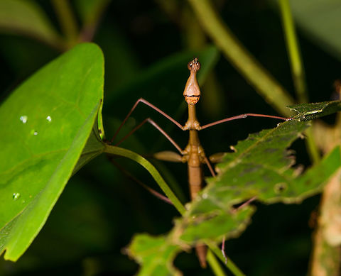 Stick Grasshopper (Apioscelis bulbosa) - frontal, Orito, Colombia Second stick grasshopper we found on this hike. It looks hilarious, so please enjoy these angles:
https://www.jungledragon.com/image/69491/stick_grasshopper_apioscelis_bulbosa_-_neck_and_head_orito_colombia.html
https://www.jungledragon.com/image/69494/stick_grasshopper_apioscelis_bulbosa_-_full_body_orito_colombia.html
https://www.jungledragon.com/image/69493/stick_grasshopper_apioscelis_bulbosa_-_face_orito_colombia.html

Note the lack of wings. Here was the earlier observation:

https://www.jungledragon.com/image/69272/stick_grasshopper_apioscelis_bulbosa_orito_colombia.html

 Apioscelis bulbosa,Colombia,Colombia 2018,Colombia South,Orito,Putumayo,South America,World