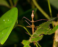 Stick Grasshopper (Apioscelis bulbosa) - frontal, Orito, Colombia Second stick grasshopper we found on this hike. It looks hilarious, so please enjoy these angles:<br />
https://www.jungledragon.com/image/69491/stick_grasshopper_apioscelis_bulbosa_-_neck_and_head_orito_colombia.html<br />
https://www.jungledragon.com/image/69494/stick_grasshopper_apioscelis_bulbosa_-_full_body_orito_colombia.html<br />
https://www.jungledragon.com/image/69493/stick_grasshopper_apioscelis_bulbosa_-_face_orito_colombia.html<br />
<br />
Note the lack of wings. Here was the earlier observation:<br />
<br />
https://www.jungledragon.com/image/69272/stick_grasshopper_apioscelis_bulbosa_orito_colombia.html<br />
<br />
 Apioscelis bulbosa,Colombia,Colombia 2018,Colombia South,Orito,Putumayo,South America,World