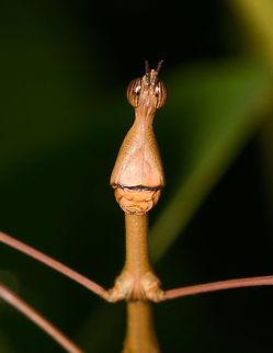 Stick Grasshopper (Apioscelis bulbosa) - face, Orito, Colombia Second stick grasshopper we found on this hike. It looks hilarious, so please enjoy these angles:
https://www.jungledragon.com/image/69494/stick_grasshopper_apioscelis_bulbosa_-_full_body_orito_colombia.html
https://www.jungledragon.com/image/69491/stick_grasshopper_apioscelis_bulbosa_-_neck_and_head_orito_colombia.html
https://www.jungledragon.com/image/69492/stick_grasshopper_apioscelis_bulbosa_-_frontal_orito_colombia.html

Note the lack of wings. Here was the earlier observation:

https://www.jungledragon.com/image/69272/stick_grasshopper_apioscelis_bulbosa_orito_colombia.html

 Apioscelis bulbosa,Colombia,Colombia 2018,Colombia South,Fall,Geotagged,Orito,Putumayo,South America,World
