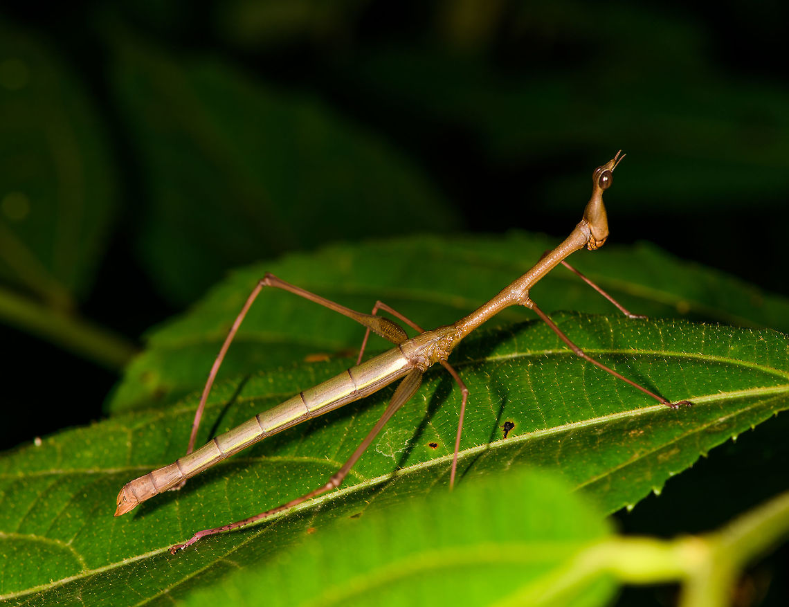 Stick Grasshopper (Apioscelis bulbosa) - full body, Orito, Colombia Second stick grasshopper we found on this hike. It looks hilarious, so please enjoy these angles:<br />
<figure class="photo"><a href="https://www.jungledragon.com/image/69491/stick_grasshopper_apioscelis_bulbosa_-_neck_and_head_orito_colombia.html" title="Stick Grasshopper (Apioscelis bulbosa) - neck and head, Orito, Colombia"><img src="https://s3.amazonaws.com/media.jungledragon.com/images/2/69491_thumb.jpg?AWSAccessKeyId=05GMT0V3GWVNE7GGM1R2&Expires=1767225610&Signature=BHF39p93SULBh%2B7vkmFNY0bUoHA%3D" width="200" height="200" alt="Stick Grasshopper (Apioscelis bulbosa) - neck and head, Orito, Colombia Second stick grasshopper we found on this hike. It looks hilarious, so please enjoy these angles:<br />
https://www.jungledragon.com/image/69494/stick_grasshopper_apioscelis_bulbosa_-_full_body_orito_colombia.html<br />
https://www.jungledragon.com/image/69492/stick_grasshopper_apioscelis_bulbosa_-_frontal_orito_colombia.html<br />
https://www.jungledragon.com/image/69493/stick_grasshopper_apioscelis_bulbosa_-_face_orito_colombia.html<br />
<br />
Note the lack of wings. Here was the earlier observation:<br />
<br />
https://www.jungledragon.com/image/69272/stick_grasshopper_apioscelis_bulbosa_orito_colombia.html<br />
<br />
 Apioscelis bulbosa,Colombia,Colombia 2018,Colombia South,Fall,Geotagged,Orito,Putumayo,South America,World" /></a></figure><br />
<figure class="photo"><a href="https://www.jungledragon.com/image/69492/stick_grasshopper_apioscelis_bulbosa_-_frontal_orito_colombia.html" title="Stick Grasshopper (Apioscelis bulbosa) - frontal, Orito, Colombia"><img src="https://s3.amazonaws.com/media.jungledragon.com/images/2/69492_thumb.jpg?AWSAccessKeyId=05GMT0V3GWVNE7GGM1R2&Expires=1767225610&Signature=3UuaSuunEkyOE3qP3kkuJKepl3s%3D" width="200" height="162" alt="Stick Grasshopper (Apioscelis bulbosa) - frontal, Orito, Colombia Second stick grasshopper we found on this hike. It looks hilarious, so please enjoy these angles:<br />
https://www.jungledragon.com/image/69491/stick_grasshopper_apioscelis_bulbosa_-_neck_and_head_orito_colombia.html<br />
https://www.jungledragon.com/image/69494/stick_grasshopper_apioscelis_bulbosa_-_full_body_orito_colombia.html<br />
https://www.jungledragon.com/image/69493/stick_grasshopper_apioscelis_bulbosa_-_face_orito_colombia.html<br />
<br />
Note the lack of wings. Here was the earlier observation:<br />
<br />
https://www.jungledragon.com/image/69272/stick_grasshopper_apioscelis_bulbosa_orito_colombia.html<br />
<br />
 Apioscelis bulbosa,Colombia,Colombia 2018,Colombia South,Orito,Putumayo,South America,World" /></a></figure><br />
<figure class="photo"><a href="https://www.jungledragon.com/image/69493/stick_grasshopper_apioscelis_bulbosa_-_face_orito_colombia.html" title="Stick Grasshopper (Apioscelis bulbosa) - face, Orito, Colombia"><img src="https://s3.amazonaws.com/media.jungledragon.com/images/2/69493_thumb.jpg?AWSAccessKeyId=05GMT0V3GWVNE7GGM1R2&Expires=1767225610&Signature=TWLX3V2HET2wp%2FKhV2hpC2g64gI%3D" width="118" height="152" alt="Stick Grasshopper (Apioscelis bulbosa) - face, Orito, Colombia Second stick grasshopper we found on this hike. It looks hilarious, so please enjoy these angles:<br />
https://www.jungledragon.com/image/69494/stick_grasshopper_apioscelis_bulbosa_-_full_body_orito_colombia.html<br />
https://www.jungledragon.com/image/69491/stick_grasshopper_apioscelis_bulbosa_-_neck_and_head_orito_colombia.html<br />
https://www.jungledragon.com/image/69492/stick_grasshopper_apioscelis_bulbosa_-_frontal_orito_colombia.html<br />
<br />
Note the lack of wings. Here was the earlier observation:<br />
<br />
https://www.jungledragon.com/image/69272/stick_grasshopper_apioscelis_bulbosa_orito_colombia.html<br />
<br />
 Apioscelis bulbosa,Colombia,Colombia 2018,Colombia South,Fall,Geotagged,Orito,Putumayo,South America,World" /></a></figure><br />
<br />
Note the lack of wings. Here was the earlier observation:<br />
<br />
<figure class="photo"><a href="https://www.jungledragon.com/image/69272/stick_grasshopper_apioscelis_bulbosa_orito_colombia.html" title="Stick Grasshopper (Apioscelis bulbosa), Orito, Colombia"><img src="https://s3.amazonaws.com/media.jungledragon.com/images/2/69272_thumb.jpg?AWSAccessKeyId=05GMT0V3GWVNE7GGM1R2&Expires=1767225610&Signature=nXwwrdE7nfwQFJDhUOTvu50yi64%3D" width="200" height="192" alt="Stick Grasshopper (Apioscelis bulbosa), Orito, Colombia Just arriving in Orito, we did a little warm-up macro session in an agricultural area. One of the first awesome finds our local guide Brayan pointed out is this hilarious grasshopper. It&#039;s part of the Proscopiidae family, named Neotropical stick grasshoppers or jumping sticks. As species in this family have no or underdeveloped wings, you can barely tell it to be a grasshopper. <br />
<br />
ID of the species is based on these references:<br />
https://www.flickr.com/photos/artour_a/2292416655<br />
http://www.projectnoah.org/spottings/8495631<br />
<br />
https://www.jungledragon.com/image/69273/stick_grasshopper_apioscelis_bulbosa_-_top_view_orito_colombia.html<br />
https://www.jungledragon.com/image/69274/stick_grasshopper_apioscelis_bulbosa_-_front_view_orito_colombia.html Apioscelis bulbosa,Colombia,Colombia 2018,Colombia South,Fall,Geotagged,Orito,Putumayo,South America,World" /></a></figure><br />
<br />
 Apioscelis bulbosa,Colombia,Colombia 2018,Colombia South,Fall,Geotagged,Orito,Putumayo,South America,World