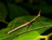 Stick Grasshopper (Apioscelis bulbosa) - full body, Orito, Colombia Second stick grasshopper we found on this hike. It looks hilarious, so please enjoy these angles:<br />
https://www.jungledragon.com/image/69491/stick_grasshopper_apioscelis_bulbosa_-_neck_and_head_orito_colombia.html<br />
https://www.jungledragon.com/image/69492/stick_grasshopper_apioscelis_bulbosa_-_frontal_orito_colombia.html<br />
https://www.jungledragon.com/image/69493/stick_grasshopper_apioscelis_bulbosa_-_face_orito_colombia.html<br />
<br />
Note the lack of wings. Here was the earlier observation:<br />
<br />
https://www.jungledragon.com/image/69272/stick_grasshopper_apioscelis_bulbosa_orito_colombia.html<br />
<br />
Apioscelis bulbosa,Colombia,Colombia 2018,Colombia South,Fall,Geotagged,Orito,Putumayo,South America,World