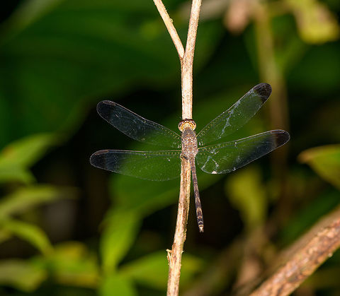 Dragonfly, La Isla Escondida, Colombia The set I have shared so far of our 2018 Colombia trip was a 2 hour warm-up session on the outskirts of the city of Orito, you can find this subset here:

https://www.jungledragon.com/tag/50893/orito.html

On this day after, our real trip would start as we would enter the jungle and stay for 5 nights in La Isla Escondida, so I'll be grouping that location under this tag:

https://www.jungledragon.com/tag/50999/la_isla_escondida.html

It's going to be a big subset as close to 50% of photos in our total set come from this one awesome location.

Back on topic: this first observation is obviously a dragonfly, an interesting pattern is that throughout this year's trip we did not see that many of them, and most that we saw looked pretty dull like this. A strange anomaly to the incredible diversity of other insect orders in Colombia.

It looks like it may be a difficult one to identify, but will try on FB in some enthusiast groups. Colombia,Colombia 2018,Colombia South,La Isla Escondida,Putumayo,South America,Uracis fastigiata,World