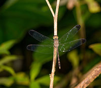 Dragonfly, La Isla Escondida, Colombia The set I have shared so far of our 2018 Colombia trip was a 2 hour warm-up session on the outskirts of the city of Orito, you can find this subset here:<br />
<br />
https://www.jungledragon.com/tag/50893/orito.html<br />
<br />
On this day after, our real trip would start as we would enter the jungle and stay for 5 nights in La Isla Escondida, so I'll be grouping that location under this tag:<br />
<br />
https://www.jungledragon.com/tag/50999/la_isla_escondida.html<br />
<br />
It's going to be a big subset as close to 50% of photos in our total set come from this one awesome location.<br />
<br />
Back on topic: this first observation is obviously a dragonfly, an interesting pattern is that throughout this year's trip we did not see that many of them, and most that we saw looked pretty dull like this. A strange anomaly to the incredible diversity of other insect orders in Colombia.<br />
<br />
It looks like it may be a difficult one to identify, but will try on FB in some enthusiast groups. Colombia,Colombia 2018,Colombia South,La Isla Escondida,Putumayo,South America,Uracis fastigiata,World