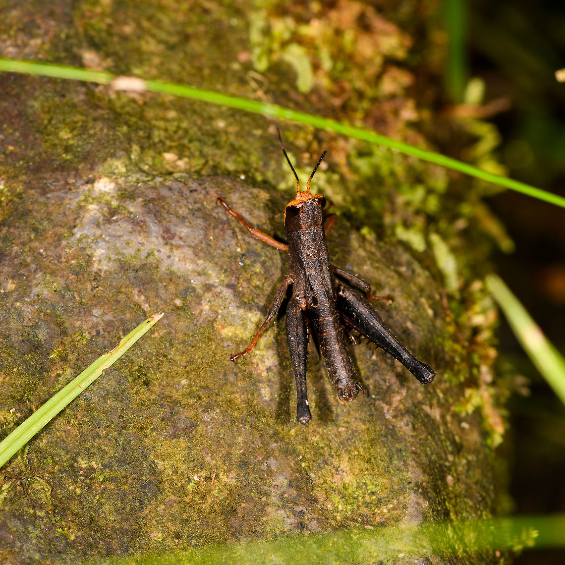 Brown grasshopper with orange face, La Isla Esconzdida, Colombia Unfortunately, the only angle I have. Very small at about 2-3cm in body length, possibly a juvenile. It looks similar to the female of Psiloscirtus apterus, but it&#039;s not a strong match. Colombia,Colombia 2018,Colombia South,La Isla Escondida,Putumayo,South America,World