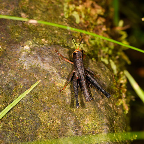 Brown grasshopper with orange face, La Isla Esconzdida, Colombia Unfortunately, the only angle I have. Very small at about 2-3cm in body length, possibly a juvenile. It looks similar to the female of Psiloscirtus apterus, but it's not a strong match. Colombia,Colombia 2018,Colombia South,La Isla Escondida,Putumayo,South America,World