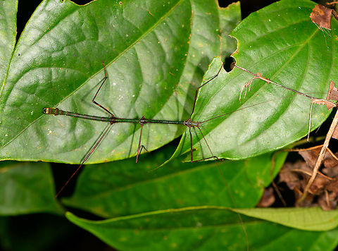 Lengthy green stick insect, La Isla Escondida, Colombia A thin, very lengthy grasshopper with an overall dark green body color, reddish legs, and antennae about as long as the body. Libethra sp., male.

Closeup of the head:
https://www.jungledragon.com/image/69536/lengthy_green_grasshopper_-_face_la_isla_escondida_colombia.html
Hind:

https://www.jungledragon.com/image/69538/lengthy_green_grasshopper_-_hind_la_isla_escondida_colombia.html Colombia,Colombia 2018,Colombia South,La Isla Escondida,Putumayo,South America,World