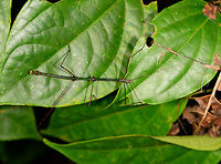 Lengthy green stick insect, La Isla Escondida, Colombia A thin, very lengthy grasshopper with an overall dark green body color, reddish legs, and antennae about as long as the body. Libethra sp., male.<br />
<br />
Closeup of the head:<br />
https://www.jungledragon.com/image/69536/lengthy_green_grasshopper_-_face_la_isla_escondida_colombia.html<br />
Hind:<br />
<br />
https://www.jungledragon.com/image/69538/lengthy_green_grasshopper_-_hind_la_isla_escondida_colombia.html Colombia,Colombia 2018,Colombia South,La Isla Escondida,Putumayo,South America,World