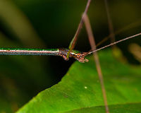 Lengthy green stick insect - face, La Isla Escondida, Colombia A thin, very lengthy grasshopper with an overall dark green body color, reddish legs, and antennae about as long as the body. Libethra sp., male.<br />
<br />
Full body view:<br />
https://www.jungledragon.com/image/69535/lengthy_green_grasshopper_la_isla_escondida_colombia.html<br />
Hind:<br />
<br />
https://www.jungledragon.com/image/69538/lengthy_green_grasshopper_-_hind_la_isla_escondida_colombia.html Colombia,Colombia 2018,Colombia South,La Isla Escondida,Putumayo,South America,World