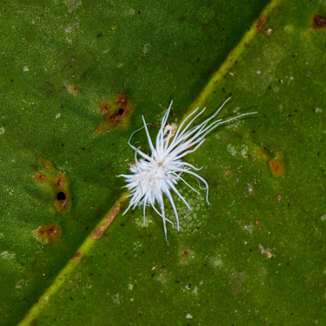 Lady beetle larva, La Isla Escondida, Colombia Note that this is a big crop, this tiny fluff is possibly the larva of a lady beetle according to this reference:<br />
<a href="https://www.flickr.com/photos/andreaskay/9405684848/in/album-72157629662903473/" rel="nofollow">https://www.flickr.com/photos/andreaskay/9405684848/in/album-72157629662903473/</a> Colombia,Colombia 2018,Colombia South,La Isla Escondida,Putumayo,South America,World