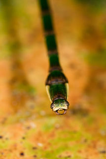 Lengthy green stick insect - hind, La Isla Escondida, Colombia A thin, very lengthy grasshopper with an overall dark green body color, reddish legs, and antennae about as long as the body. Libethra sp., male.

Full body view:
https://www.jungledragon.com/image/69535/lengthy_green_grasshopper_la_isla_escondida_colombia.html
Head:

https://www.jungledragon.com/image/69536/lengthy_green_grasshopper_-_face_la_isla_escondida_colombia.html Colombia,Colombia 2018,Colombia South,La Isla Escondida,Putumayo,South America,World