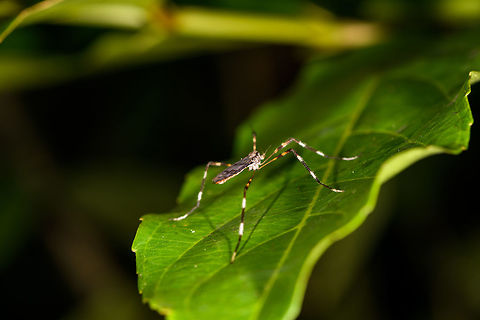 Crane fly (Ptychopteridae?), La Isla Escondida, Colombia Not entirely sure what this is, but it sure has big legs. Colombia,Colombia 2018,Colombia South,La Isla Escondida,Putumayo,South America,World