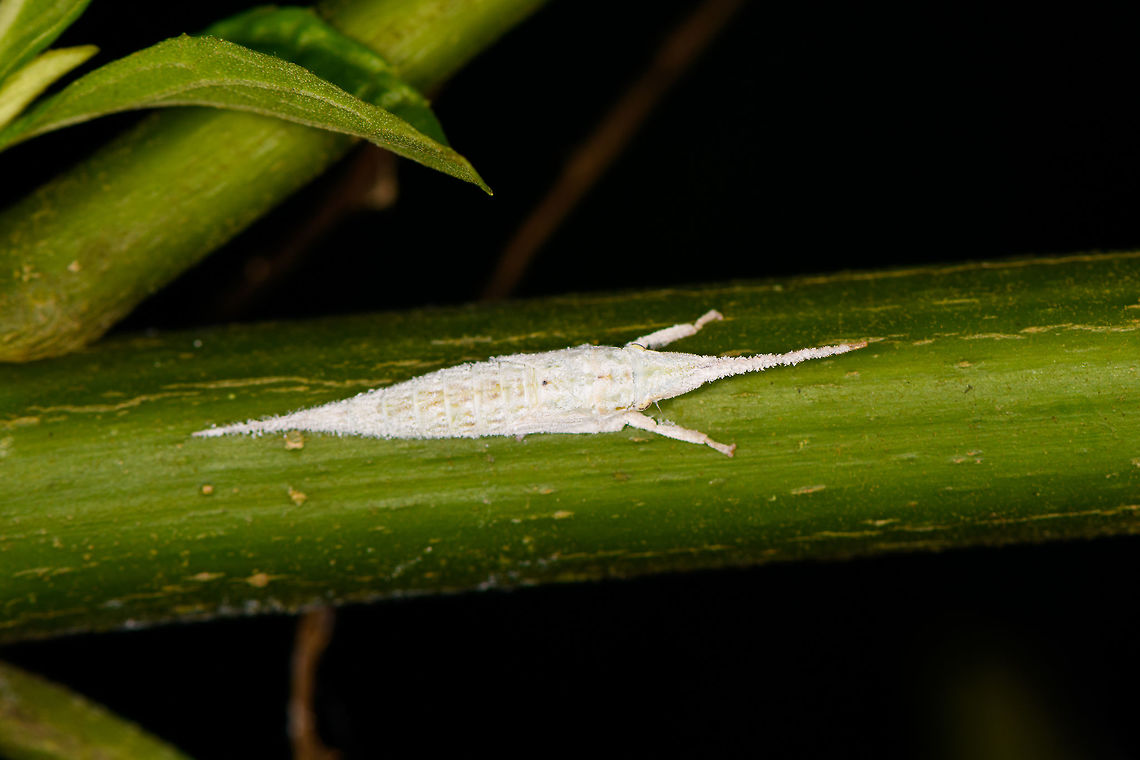 Dictyopharidae nymph, La Isla Escondida, Colombia I have no idea yet what this is. Nymph of a leafhopper? A Lantern bug? Colombia,Colombia 2018,Colombia South,La Isla Escondida,Putumayo,South America,World