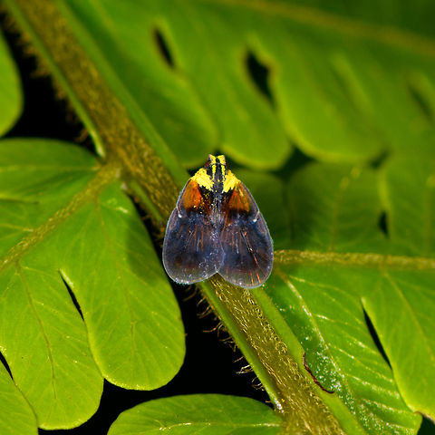 Planthopper, Bothriocera sp., La Isla Escondida, Colombia A big crop, as this planthopper is tiny. I found several similar photos but nobody goes beyond the genus level :(
https://www.flickr.com/photos/andreaskay/8022708716/in/album-72157629662903473/

Side view:
https://www.jungledragon.com/image/69542/planthopper_bothriocera_sp._-_side_view_la_isla_escondida_colombia.html Colombia,Colombia 2018,Colombia South,La Isla Escondida,Putumayo,South America,World