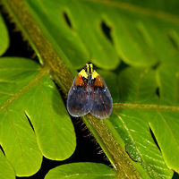 Planthopper, Bothriocera sp., La Isla Escondida, Colombia A big crop, as this planthopper is tiny. I found several similar photos but nobody goes beyond the genus level :(<br />
https://www.flickr.com/photos/andreaskay/8022708716/in/album-72157629662903473/<br />
<br />
Side view:<br />
https://www.jungledragon.com/image/69542/planthopper_bothriocera_sp._-_side_view_la_isla_escondida_colombia.html Colombia,Colombia 2018,Colombia South,La Isla Escondida,Putumayo,South America,World