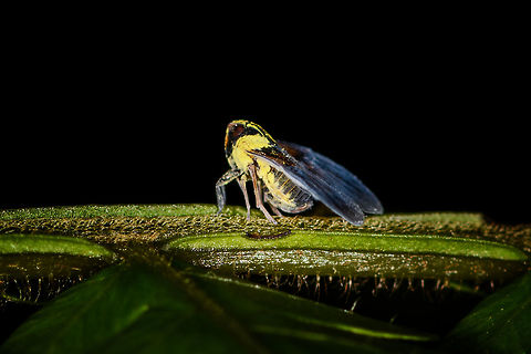 Planthopper, Bothriocera sp. - side view, La Isla Escondida, Colombia A big crop, as this planthopper is tiny. I found several similar photos but nobody goes beyond the genus level :(
https://www.flickr.com/photos/andreaskay/8022708716/in/album-72157629662903473/

Top view:
https://www.jungledragon.com/image/69541/planthopper_bothriocera_sp._la_isla_escondida_colombia.html Colombia,Colombia 2018,Colombia South,La Isla Escondida,Putumayo,South America,World