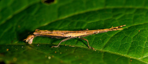 Omura congrua - male, La Isla Escondida, Colombia Let's continue our stroll through Colombia's crazy grasshoppers. Here's the leaf-mimicking Omura congrua. This photo shows the male, which is far smaller than the female, and also a lot less colorful. It does have some very fancy eyes:
https://www.jungledragon.com/image/69545/omura_congrua_-_male_peeking_la_isla_escondida_colombia.html
Here's the much larger and more beautiful female found nearby. Note the beautiful curl of her body, following the contours of the leaf:

https://www.jungledragon.com/image/69546/omura_congrua_-_female_la_isla_escondida_colombia.html
https://www.jungledragon.com/image/69547/omura_congrua_-_female_ii_la_isla_escondida_colombia.html
Finally, here's a video of them mating, showing the size difference between sexes:
https://www.videoblocks.com/video/pair-of-green-cryptic-grasshoppers-omura-congrua-mating-on-a-leaf-in-the-rainforest-understory-ecuador-the-male-is-on-top-and-much-smaller-than-the-female-ssvi83wieixxbzuqz Colombia,Colombia 2018,Colombia South,La Isla Escondida,Omura congrua,Putumayo,South America,World