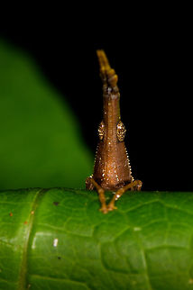 Omura congrua - male peeking, La Isla Escondida, Colombia Let's continue our stroll through Colombia's crazy grasshoppers. Here's the leaf-mimicking Omura congrua. This photo shows the male, which is far smaller than the female, and also a lot less colorful. Full body view:

https://www.jungledragon.com/image/69544/omura_congrua_-_male_la_isla_escondida_colombia.html
Here's the much larger and more beautiful female found nearby. Note the beautiful curl of her body, following the contours of the leaf:

https://www.jungledragon.com/image/69546/omura_congrua_-_female_la_isla_escondida_colombia.html
https://www.jungledragon.com/image/69547/omura_congrua_-_female_ii_la_isla_escondida_colombia.html
Finally, here's a video of them mating, showing the size difference between sexes:
https://www.videoblocks.com/video/pair-of-green-cryptic-grasshoppers-omura-congrua-mating-on-a-leaf-in-the-rainforest-understory-ecuador-the-male-is-on-top-and-much-smaller-than-the-female-ssvi83wieixxbzuqz Colombia,Colombia 2018,Colombia South,La Isla Escondida,Omura congrua,Putumayo,South America,World
