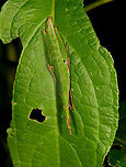 Omura congrua - female, La Isla Escondida, Colombia Let's continue our stroll through Colombia's crazy grasshoppers. Here's the leaf-mimicking Omura congrua. This photo shows the female, which is much larger and more colorful than the male. Rotated shot:<br />
https://www.jungledragon.com/image/69547/omura_congrua_-_female_ii_la_isla_escondida_colombia.html<br />
The male is smaller and brown:<br />
<br />
https://www.jungledragon.com/image/69544/omura_congrua_-_male_la_isla_escondida_colombia.html<br />
Yet has fancy eyes:<br />
<br />
https://www.jungledragon.com/image/69545/omura_congrua_-_male_peeking_la_isla_escondida_colombia.html<br />
Finally, here's a video of them mating, showing the size difference between sexes:<br />
https://www.videoblocks.com/video/pair-of-green-cryptic-grasshoppers-omura-congrua-mating-on-a-leaf-in-the-rainforest-understory-ecuador-the-male-is-on-top-and-much-smaller-than-the-female-ssvi83wieixxbzuqz Colombia,Colombia 2018,Colombia South,La Isla Escondida,Omura congrua,Putumayo,South America,World
