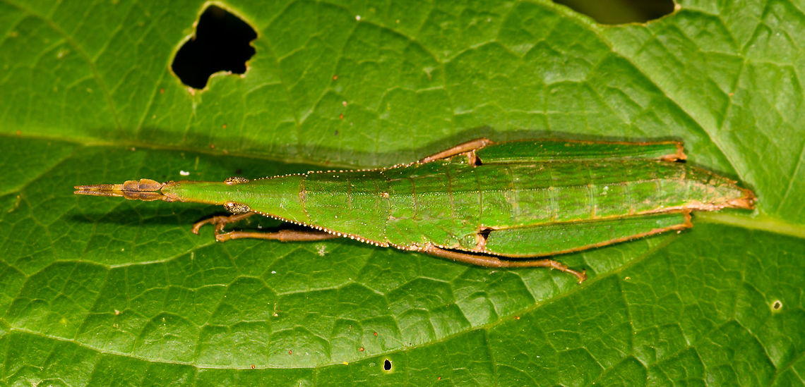 Omura congrua - female II, La Isla Escondida, Colombia Let's continue our stroll through Colombia's crazy grasshoppers. Here's the leaf-mimicking Omura congrua. This photo shows the female, which is much larger and more colorful than the male. Rotated shot:<br />
<figure class="photo"><a href="https://www.jungledragon.com/image/69546/omura_congrua_-_female_la_isla_escondida_colombia.html" title="Omura congrua - female, La Isla Escondida, Colombia"><img src="https://s3.amazonaws.com/media.jungledragon.com/images/2/69546_thumb.jpg?AWSAccessKeyId=05GMT0V3GWVNE7GGM1R2&Expires=1769040010&Signature=Iyi%2F0rjVpns9GmN6hfXeDFmFsDs%3D" width="116" height="152" alt="Omura congrua - female, La Isla Escondida, Colombia Let's continue our stroll through Colombia's crazy grasshoppers. Here's the leaf-mimicking Omura congrua. This photo shows the female, which is much larger and more colorful than the male. Rotated shot:<br />
https://www.jungledragon.com/image/69547/omura_congrua_-_female_ii_la_isla_escondida_colombia.html<br />
The male is smaller and brown:<br />
<br />
https://www.jungledragon.com/image/69544/omura_congrua_-_male_la_isla_escondida_colombia.html<br />
Yet has fancy eyes:<br />
<br />
https://www.jungledragon.com/image/69545/omura_congrua_-_male_peeking_la_isla_escondida_colombia.html<br />
Finally, here's a video of them mating, showing the size difference between sexes:<br />
https://www.videoblocks.com/video/pair-of-green-cryptic-grasshoppers-omura-congrua-mating-on-a-leaf-in-the-rainforest-understory-ecuador-the-male-is-on-top-and-much-smaller-than-the-female-ssvi83wieixxbzuqz Colombia,Colombia 2018,Colombia South,La Isla Escondida,Omura congrua,Putumayo,South America,World" /></a></figure><br />
The male is smaller and brown:<br />
<br />
<figure class="photo"><a href="https://www.jungledragon.com/image/69544/omura_congrua_-_male_la_isla_escondida_colombia.html" title="Omura congrua - male, La Isla Escondida, Colombia"><img src="https://s3.amazonaws.com/media.jungledragon.com/images/2/69544_thumb.jpg?AWSAccessKeyId=05GMT0V3GWVNE7GGM1R2&Expires=1769040010&Signature=qROhbgLCAK9k73Qr1yRXNBm352E%3D" width="200" height="88" alt="Omura congrua - male, La Isla Escondida, Colombia Let's continue our stroll through Colombia's crazy grasshoppers. Here's the leaf-mimicking Omura congrua. This photo shows the male, which is far smaller than the female, and also a lot less colorful. It does have some very fancy eyes:<br />
https://www.jungledragon.com/image/69545/omura_congrua_-_male_peeking_la_isla_escondida_colombia.html<br />
Here's the much larger and more beautiful female found nearby. Note the beautiful curl of her body, following the contours of the leaf:<br />
<br />
https://www.jungledragon.com/image/69546/omura_congrua_-_female_la_isla_escondida_colombia.html<br />
https://www.jungledragon.com/image/69547/omura_congrua_-_female_ii_la_isla_escondida_colombia.html<br />
Finally, here's a video of them mating, showing the size difference between sexes:<br />
https://www.videoblocks.com/video/pair-of-green-cryptic-grasshoppers-omura-congrua-mating-on-a-leaf-in-the-rainforest-understory-ecuador-the-male-is-on-top-and-much-smaller-than-the-female-ssvi83wieixxbzuqz Colombia,Colombia 2018,Colombia South,La Isla Escondida,Omura congrua,Putumayo,South America,World" /></a></figure><br />
Yet has fancy eyes:<br />
<br />
<figure class="photo"><a href="https://www.jungledragon.com/image/69545/omura_congrua_-_male_peeking_la_isla_escondida_colombia.html" title="Omura congrua - male peeking, La Isla Escondida, Colombia"><img src="https://s3.amazonaws.com/media.jungledragon.com/images/2/69545_thumb.jpg?AWSAccessKeyId=05GMT0V3GWVNE7GGM1R2&Expires=1769040010&Signature=zBOXoLcyZkRi9PCp57LLE0YuHgA%3D" width="102" height="152" alt="Omura congrua - male peeking, La Isla Escondida, Colombia Let's continue our stroll through Colombia's crazy grasshoppers. Here's the leaf-mimicking Omura congrua. This photo shows the male, which is far smaller than the female, and also a lot less colorful. Full body view:<br />
<br />
https://www.jungledragon.com/image/69544/omura_congrua_-_male_la_isla_escondida_colombia.html<br />
Here's the much larger and more beautiful female found nearby. Note the beautiful curl of her body, following the contours of the leaf:<br />
<br />
https://www.jungledragon.com/image/69546/omura_congrua_-_female_la_isla_escondida_colombia.html<br />
https://www.jungledragon.com/image/69547/omura_congrua_-_female_ii_la_isla_escondida_colombia.html<br />
Finally, here's a video of them mating, showing the size difference between sexes:<br />
https://www.videoblocks.com/video/pair-of-green-cryptic-grasshoppers-omura-congrua-mating-on-a-leaf-in-the-rainforest-understory-ecuador-the-male-is-on-top-and-much-smaller-than-the-female-ssvi83wieixxbzuqz Colombia,Colombia 2018,Colombia South,La Isla Escondida,Omura congrua,Putumayo,South America,World" /></a></figure><br />
Finally, here's a video of them mating, showing the size difference between sexes:<br />
<a href="https://www.videoblocks.com/video/pair-of-green-cryptic-grasshoppers-omura-congrua-mating-on-a-leaf-in-the-rainforest-understory-ecuador-the-male-is-on-top-and-much-smaller-than-the-female-ssvi83wieixxbzuqz" rel="nofollow">https://www.videoblocks.com/video/pair-of-green-cryptic-grasshoppers-omura-congrua-mating-on-a-leaf-in-the-rainforest-understory-ecuador-the-male-is-on-top-and-much-smaller-than-the-female-ssvi83wieixxbzuqz</a> Colombia,Colombia 2018,Colombia South,La Isla Escondida,Omura congrua,Putumayo,South America,World