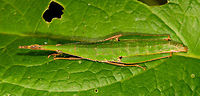 Omura congrua - female II, La Isla Escondida, Colombia Let's continue our stroll through Colombia's crazy grasshoppers. Here's the leaf-mimicking Omura congrua. This photo shows the female, which is much larger and more colorful than the male. Rotated shot:<br />
https://www.jungledragon.com/image/69546/omura_congrua_-_female_la_isla_escondida_colombia.html<br />
The male is smaller and brown:<br />
<br />
https://www.jungledragon.com/image/69544/omura_congrua_-_male_la_isla_escondida_colombia.html<br />
Yet has fancy eyes:<br />
<br />
https://www.jungledragon.com/image/69545/omura_congrua_-_male_peeking_la_isla_escondida_colombia.html<br />
Finally, here's a video of them mating, showing the size difference between sexes:<br />
https://www.videoblocks.com/video/pair-of-green-cryptic-grasshoppers-omura-congrua-mating-on-a-leaf-in-the-rainforest-understory-ecuador-the-male-is-on-top-and-much-smaller-than-the-female-ssvi83wieixxbzuqz Colombia,Colombia 2018,Colombia South,La Isla Escondida,Omura congrua,Putumayo,South America,World