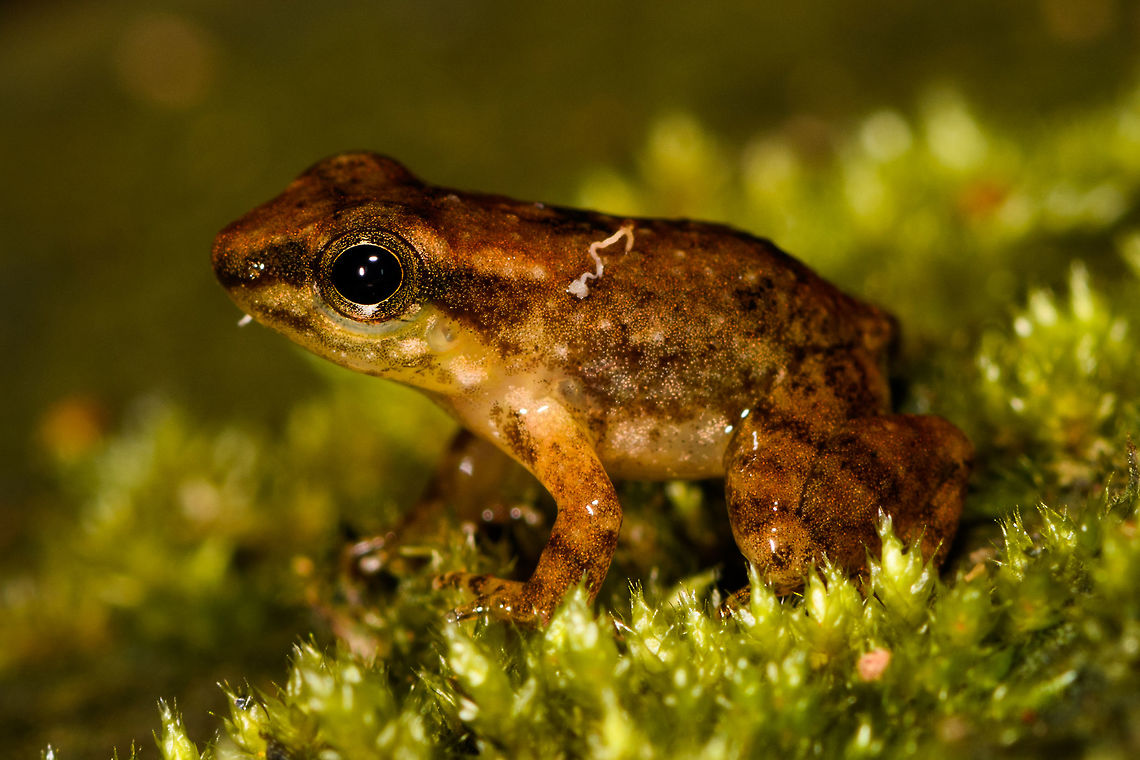 Frog sp1 - closeup, La Isla Escondida, Colombia Tiny brown to orange frog found by day in La Isla Escondida, Colombia. I&#039;ll be giving numbers to the frog species to help track them, as I will need some expertise to identify them. Overview:<br />
<figure class="photo"><a href="https://www.jungledragon.com/image/69561/frog_sp1_la_isla_escondida_colombia.html" title="Frog sp1, La Isla Escondida, Colombia"><img src="https://s3.amazonaws.com/media.jungledragon.com/images/2/69561_thumb.jpg?AWSAccessKeyId=05GMT0V3GWVNE7GGM1R2&Expires=1759968010&Signature=C6DLj9Rfe6zwF43hQtxKUeGvn58%3D" width="200" height="134" alt="Frog sp1, La Isla Escondida, Colombia Tiny brown to orange frog found by day in La Isla Escondida, Colombia. I&#039;ll be giving numbers to the frog species to help track them, as I will need some expertise to identify them. Closeup:<br />
https://www.jungledragon.com/image/69560/frog_sp1_-_closeup_la_isla_escondida_colombia.html Colombia,Colombia 2018,Colombia South,La Isla Escondida,Putumayo,South America,World" /></a></figure> Colombia,Colombia 2018,Colombia South,La Isla Escondida,Putumayo,South America,World
