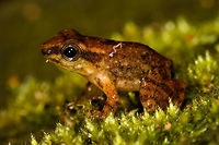 Frog sp1 - closeup, La Isla Escondida, Colombia Tiny brown to orange frog found by day in La Isla Escondida, Colombia. I'll be giving numbers to the frog species to help track them, as I will need some expertise to identify them. Overview:<br />
https://www.jungledragon.com/image/69561/frog_sp1_la_isla_escondida_colombia.html Colombia,Colombia 2018,Colombia South,La Isla Escondida,Putumayo,South America,World